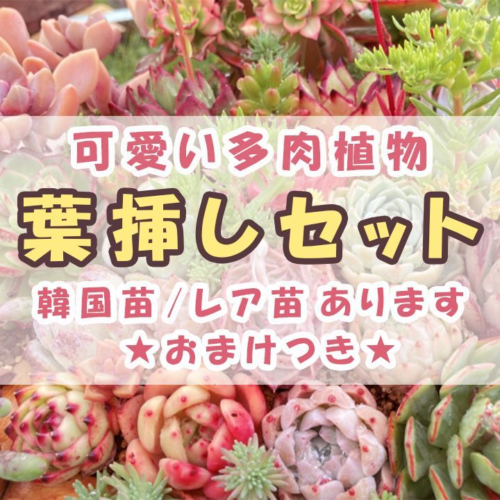 大人気定番商品 多肉植物 希少錦♡葉挿しセット 植物/観葉植物