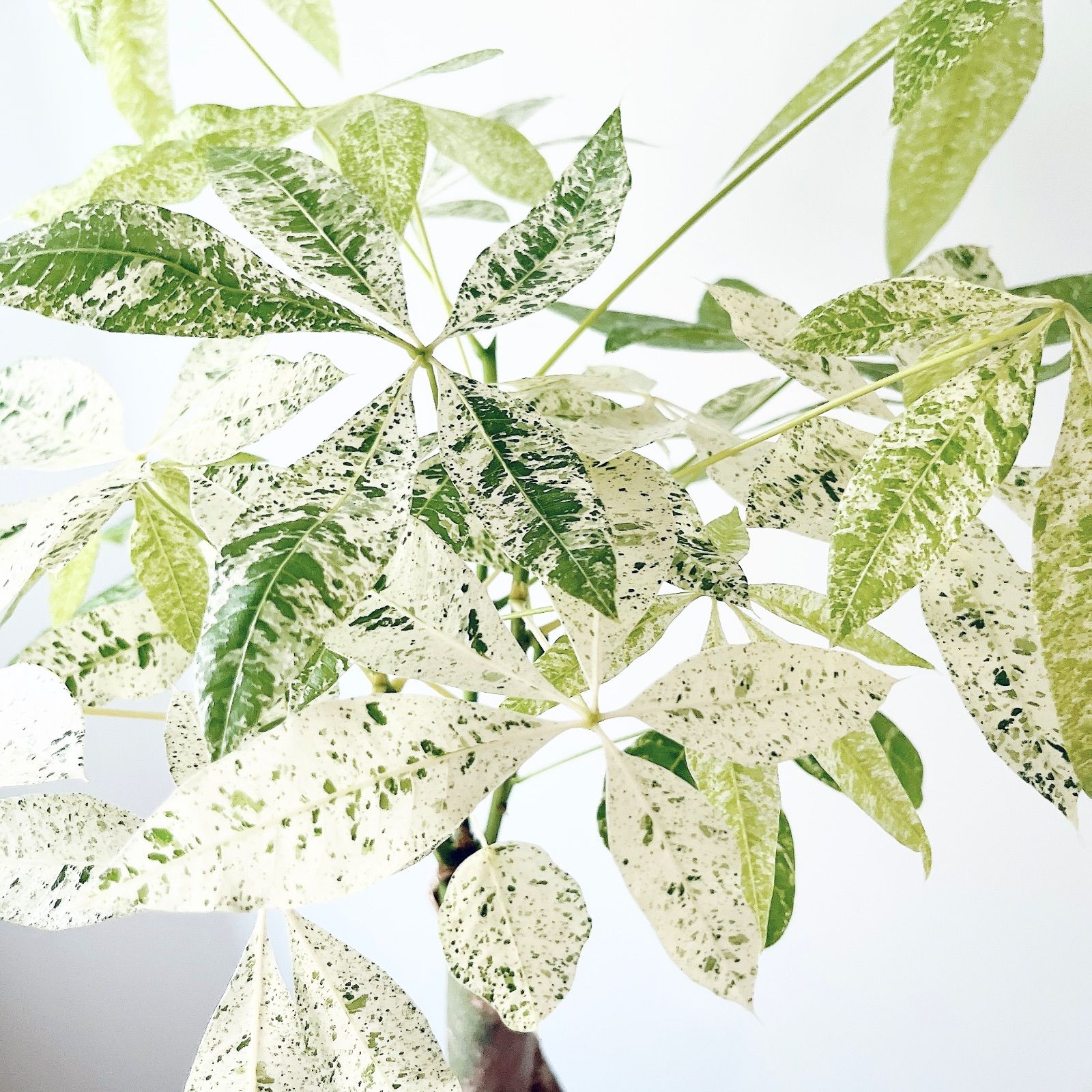 希少＊パキラ・ミルキーウェイ【現品発送】 calm cafe 希少＊パキラ・ミルキーウェイ【現品発送】 calm cafe - メルカリ