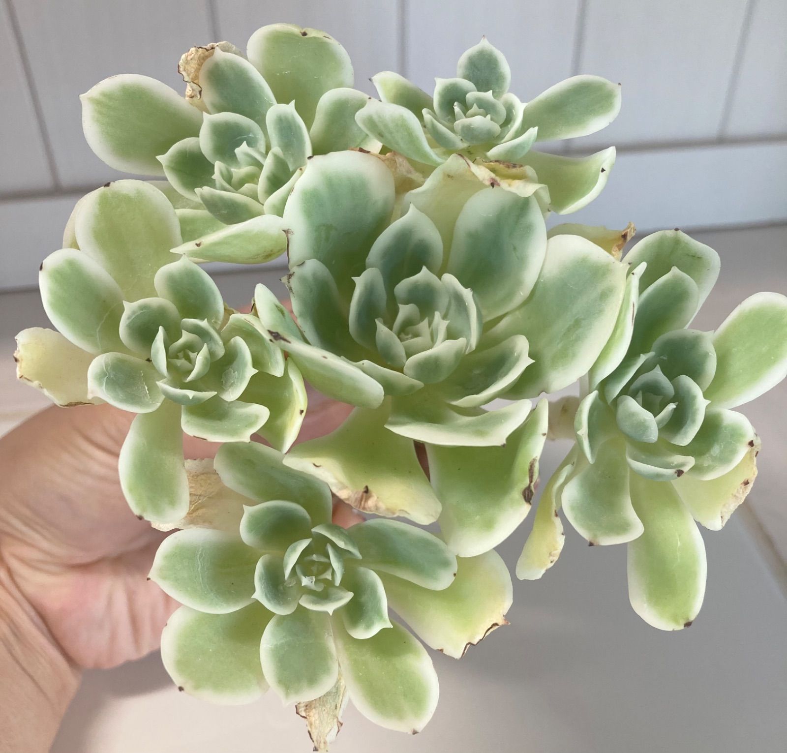 レモンローズ錦 群生 大苗 厳選韓国苗 名前付き - メルカリ 