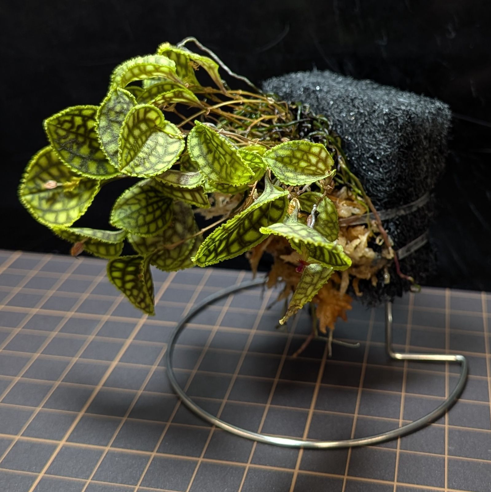 レパンテス カロディクティオン Lepanthes calodictyon YUZUMIYA_COM