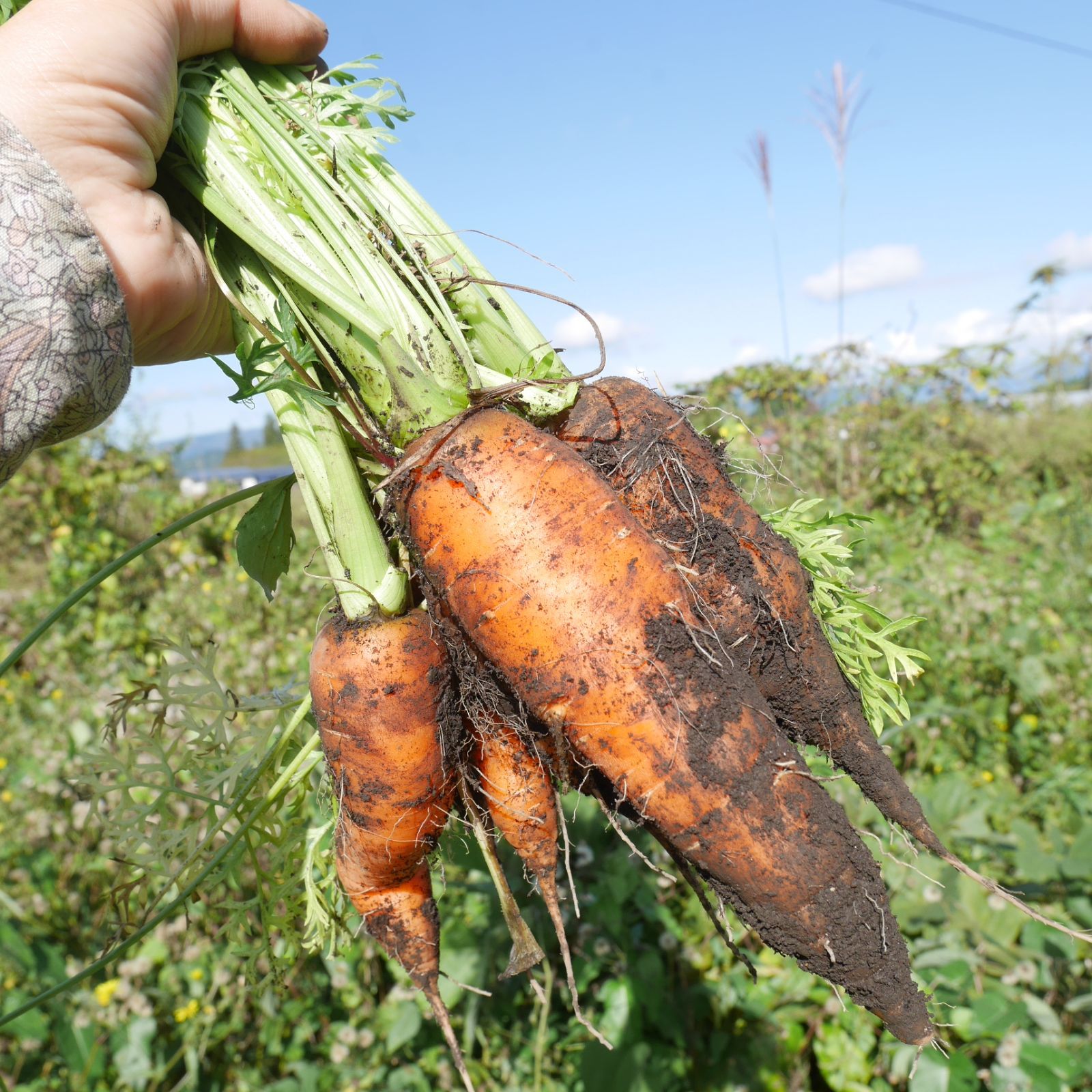 \\農家直送 子どもも喜ぶ野菜//新鮮野菜セット 野菜詰め合わせ 60サイズ《農薬・肥料不使用》