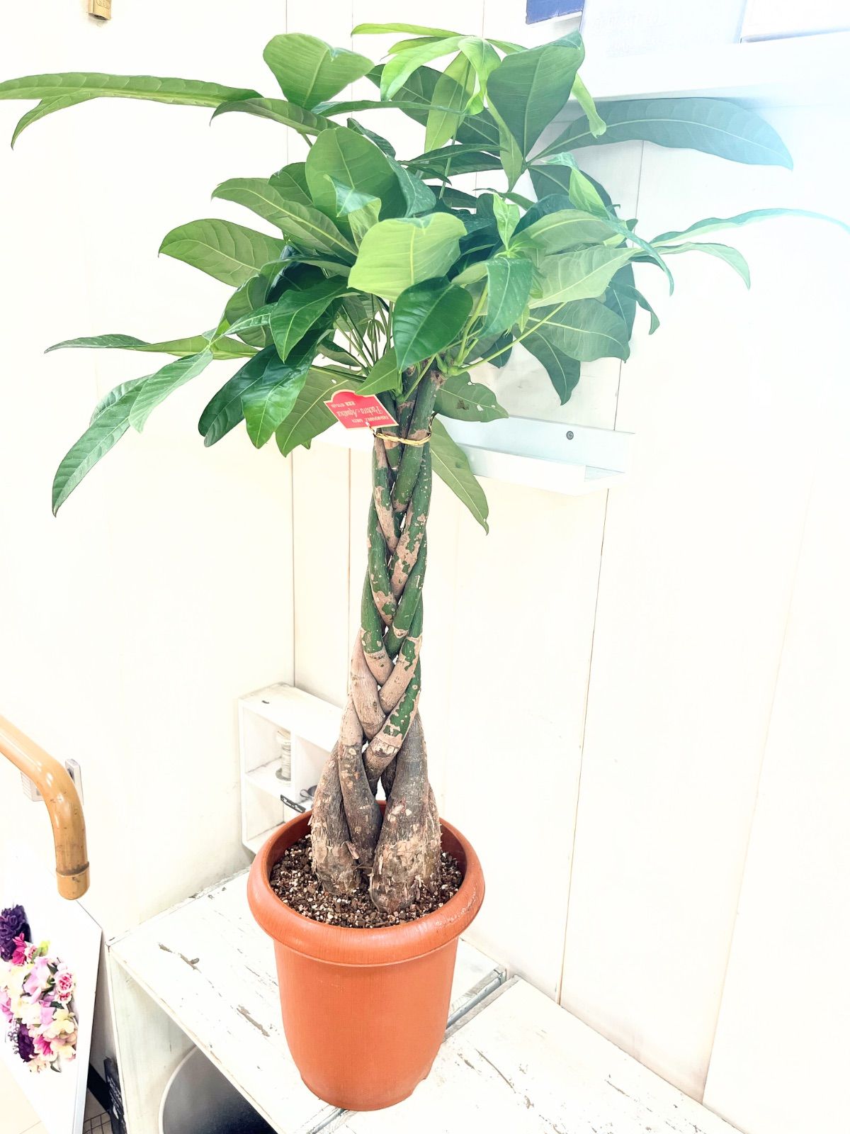 セール中！9020円→8580円】パキラ ねじり 8寸プラ鉢 - メルカリ