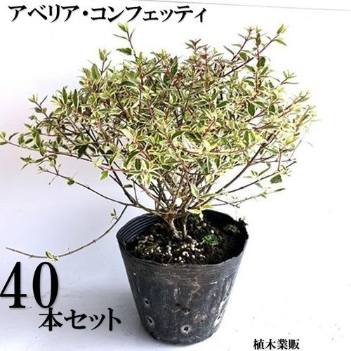 40本セット アベリア コンフェッティ|15 cmポット
