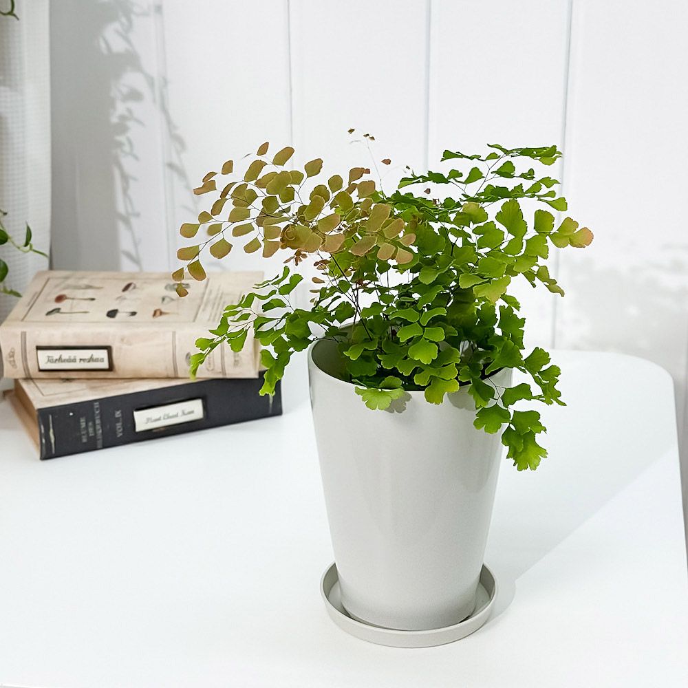 PLANCHU 観葉植物 アジアンタム スクータム ロゼウム 4号鉢