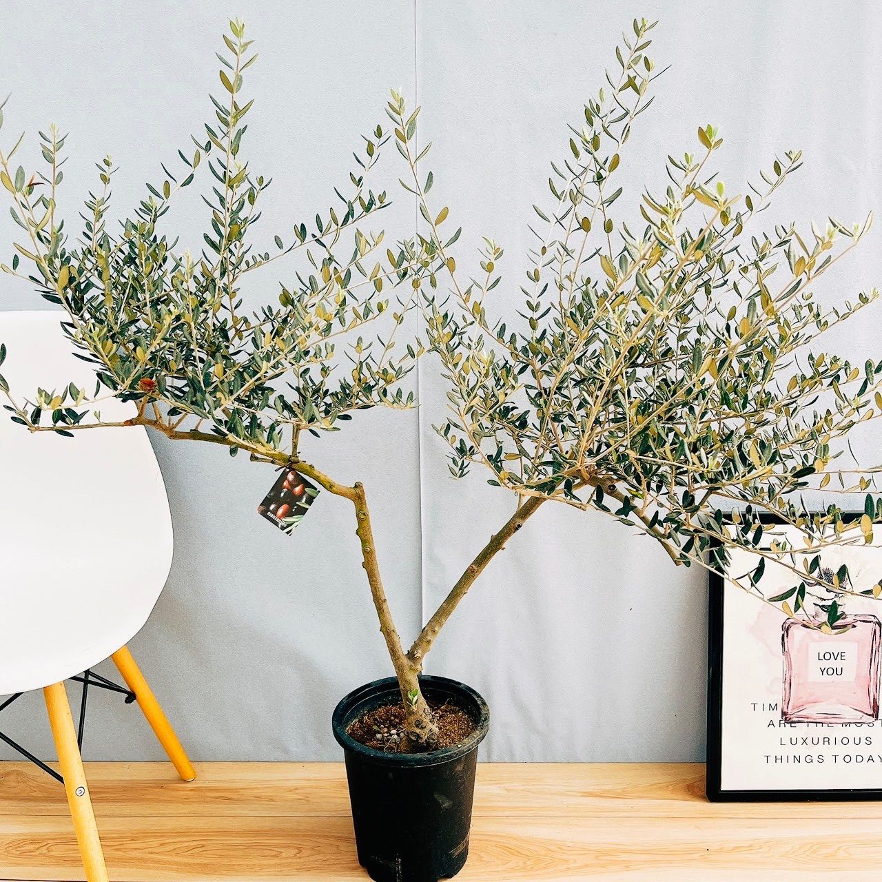 オリーブの木 マンザニロ 8号 約165cm NO.693 人気品種 現品掲載