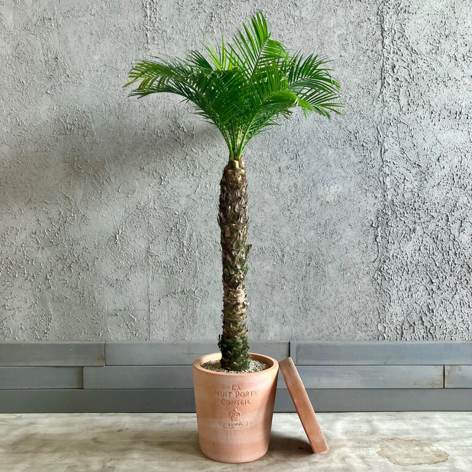 特大フェニックスロベレニー10号サンセットゴールド陶器鉢植え