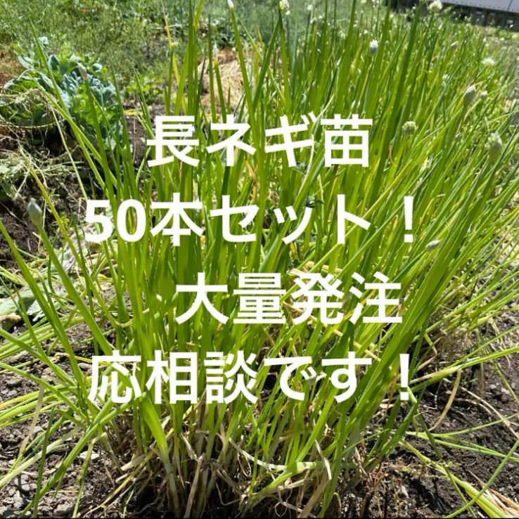 九条ネギ鷹峯ネギ苗 50本セット！京都農家直送 家庭菜園 - メルカリ