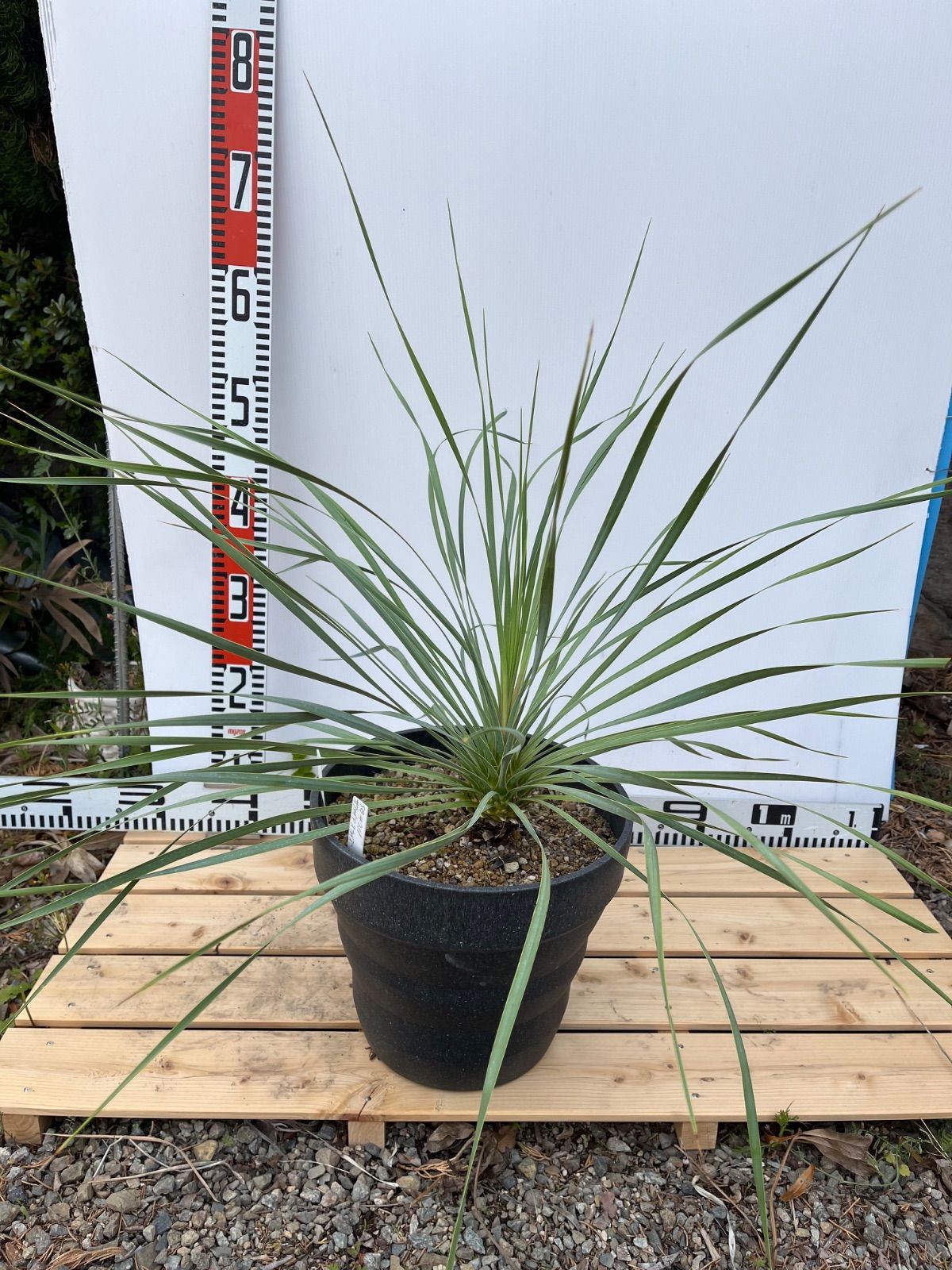 ユッカ ロストラータ 発根済 TR28 花道 ユッカ ロストラータ 発根済