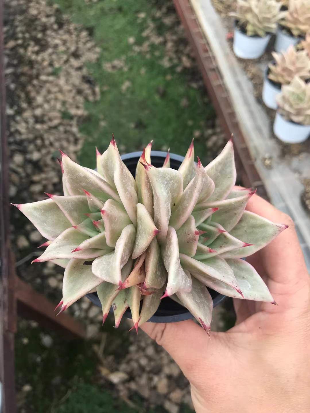 SKL1255×36 ホシホシニシキダブル 抜き苗 多肉植物 アエオニウム エケベリア 韓国苗