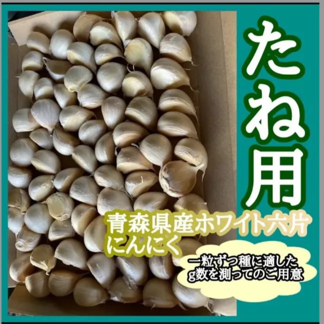 小売 希少！青森県産福地ホワイト六片にんにく種子植付け用200粒