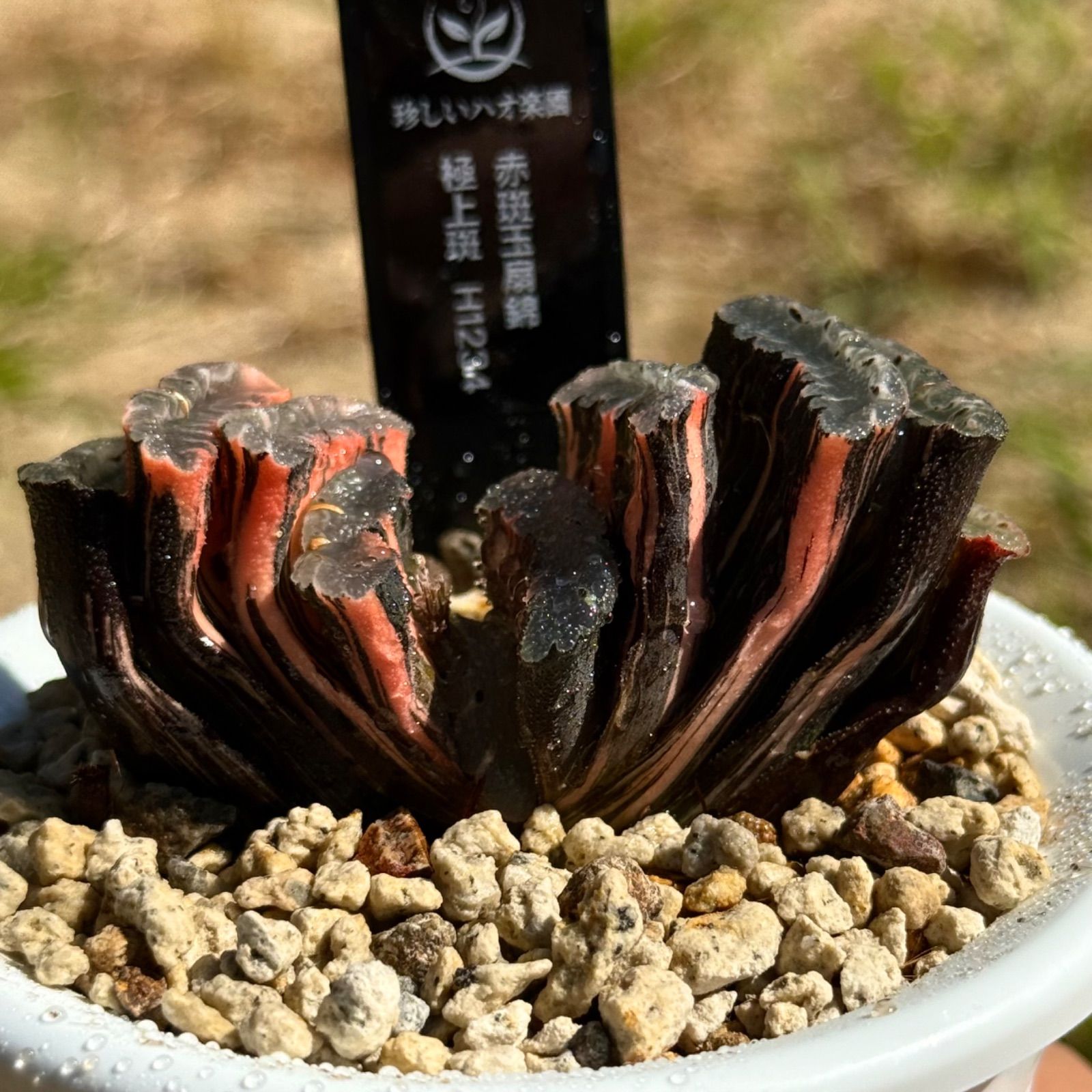 安い 赤斑玉扇錦 極上斑 親株 H1234 Amazon.co.jp: 多肉植物