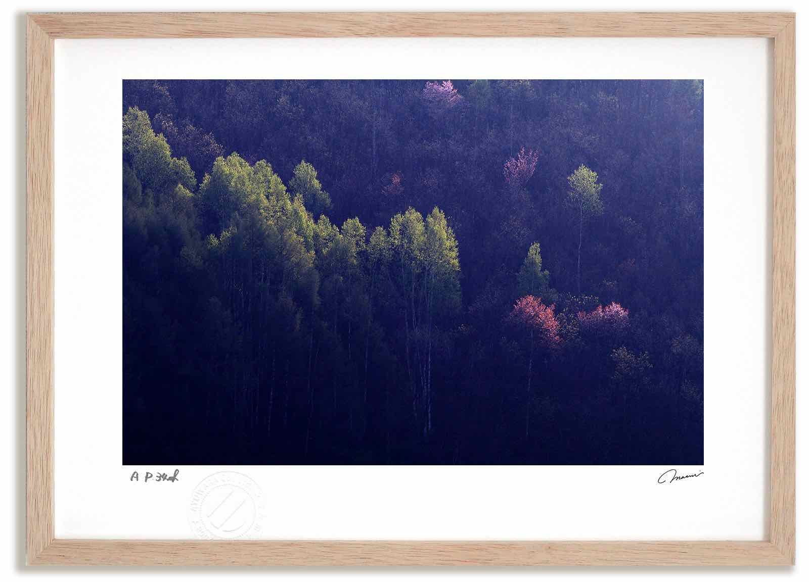 正規品，SALE アートフォト 絵画 新緑と桜7 高橋真澄/インテリア 額入り 額装込 風景画 油絵 ポスター アート アートパネル リビング 玄関 プレゼント モダン アートフレーム 飾る Mサイズ おしゃれ 壁掛け 写真