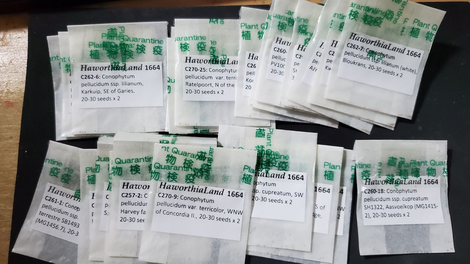 コノフィツム ペルシダム 種子100種類 各10粒ずつセット