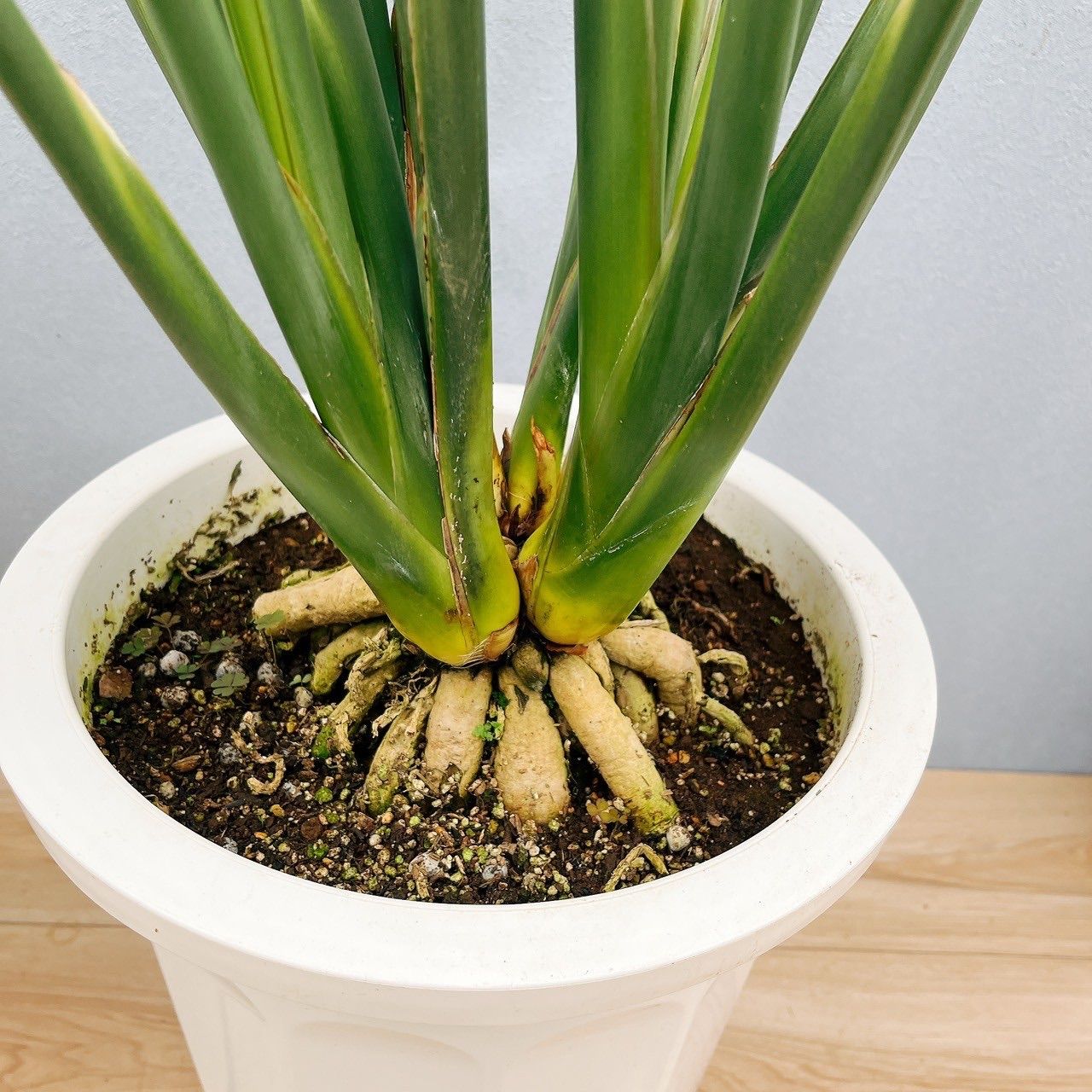 現品］【希少】※一点限り※ ストレリチア パービフォリア 10号 尺