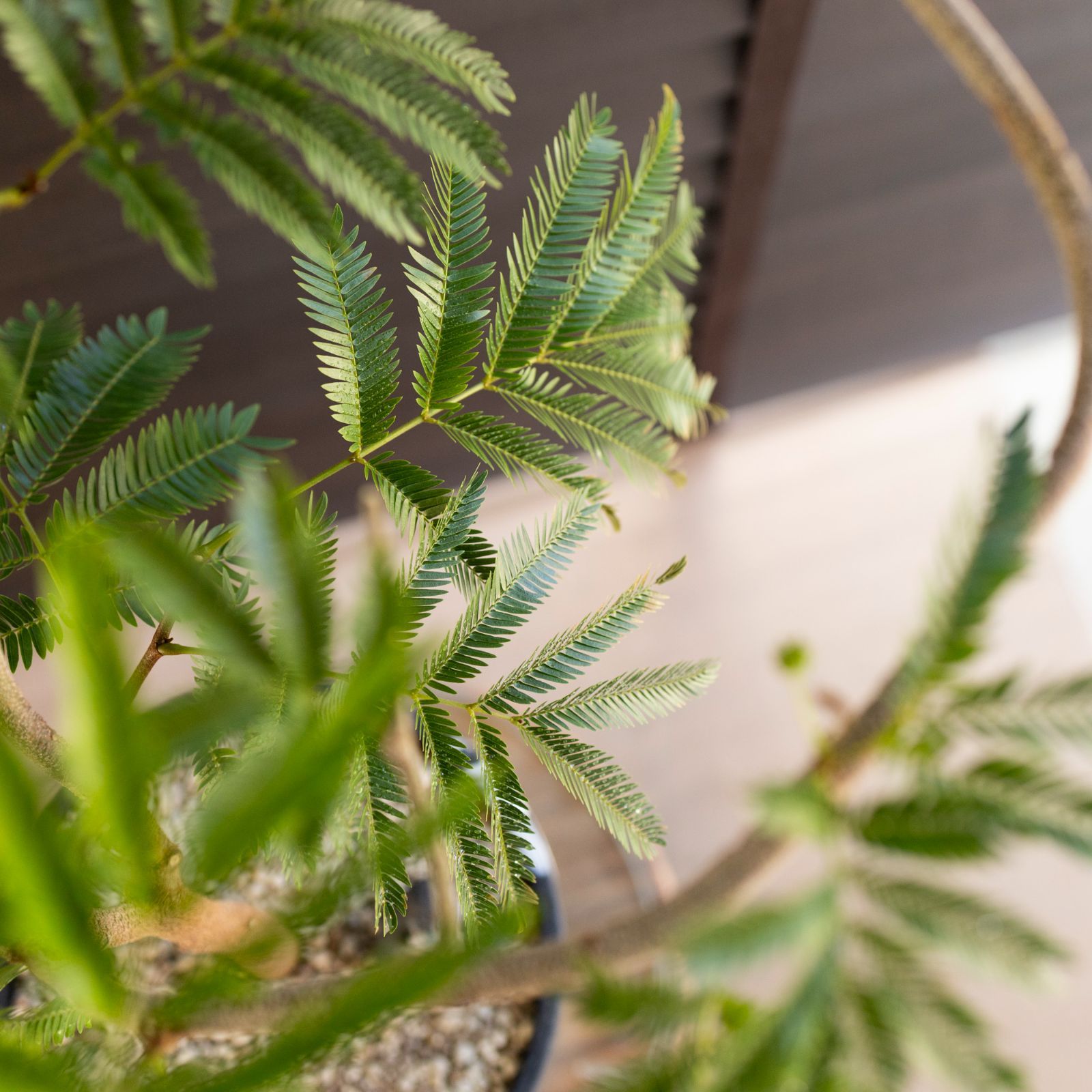 美形　大型　エバーフレッシュ　S字仕立て　天然苔　バルーン陶器鉢　植え込み発送 美形 大型 エバーフレッシュ S字仕立て 10号 バルーン陶器鉢 植え込み