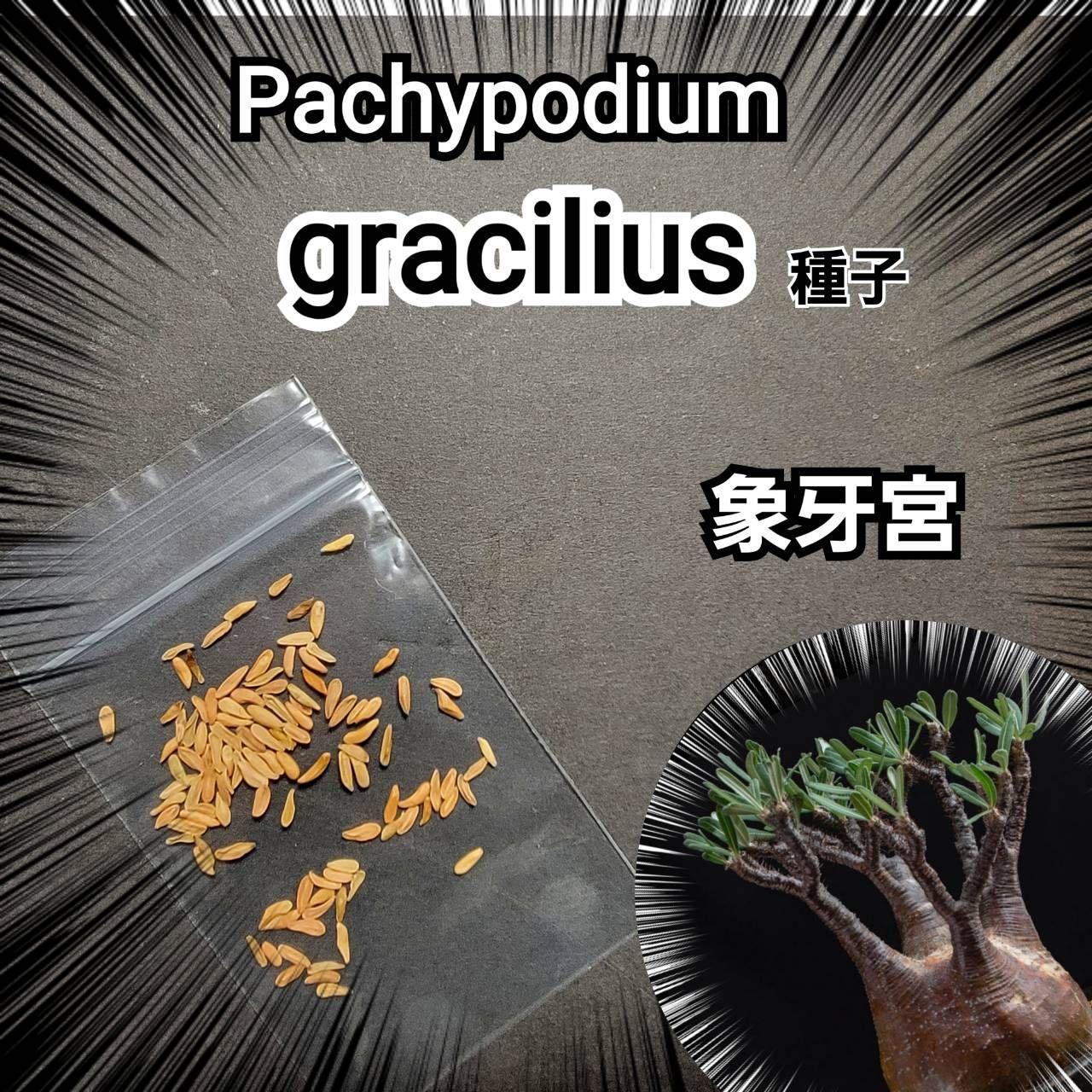 パキポディウム グラキリス 種子【5粒セット】 Pachypodium gracilius