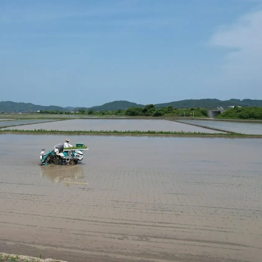 玄米 10キロ