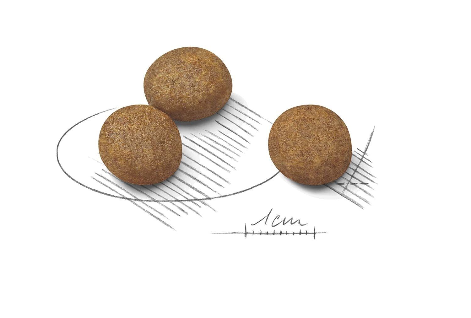 ロイヤルカナン SHN マキシ ジュニア 犬用 4kg