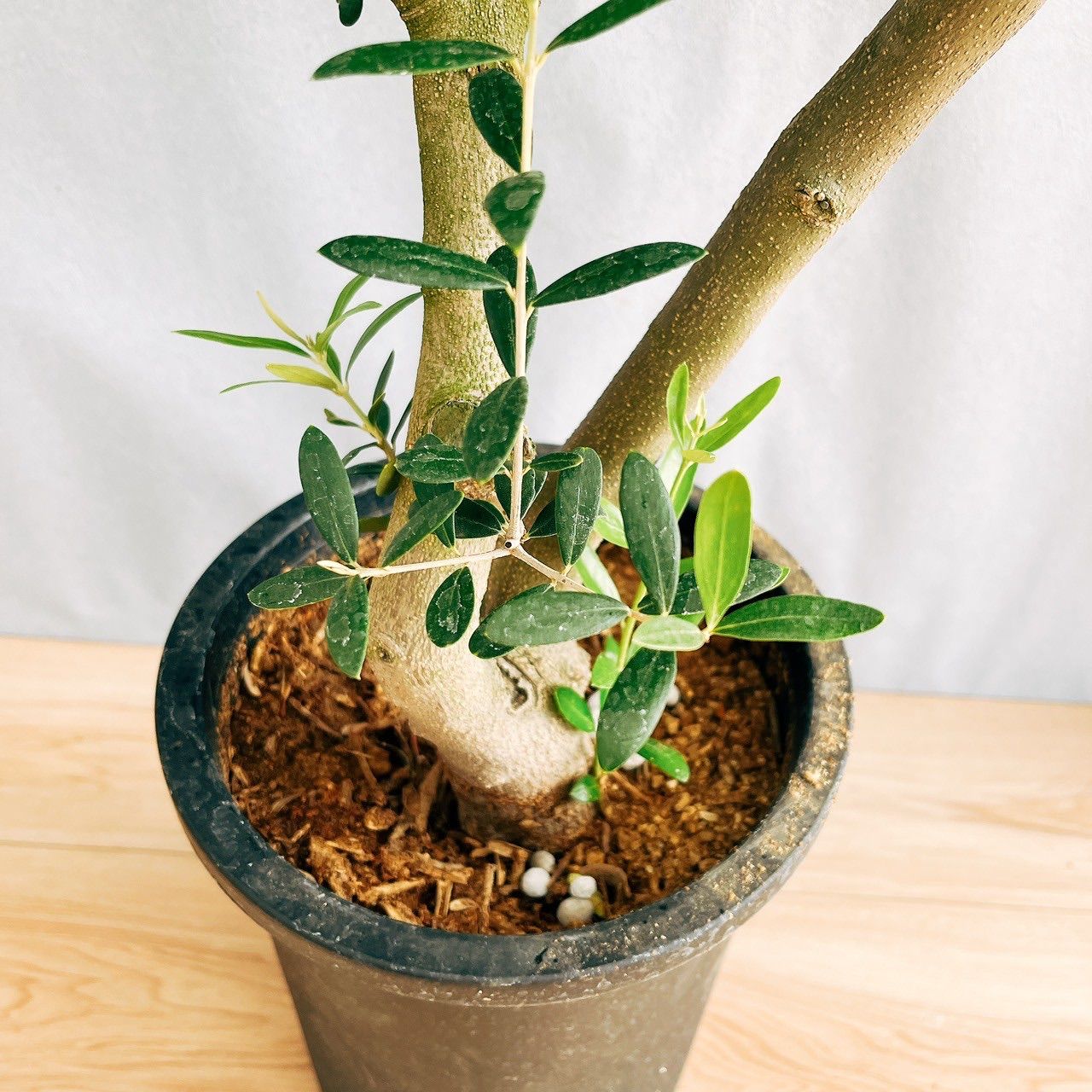 ボンボン　souju 　創樹　オリーブ　ネバディロブランコ　鉢植え　苗 ボンボン様専用 souju 創樹 オリーブ ネバディロブランコ 鉢植え