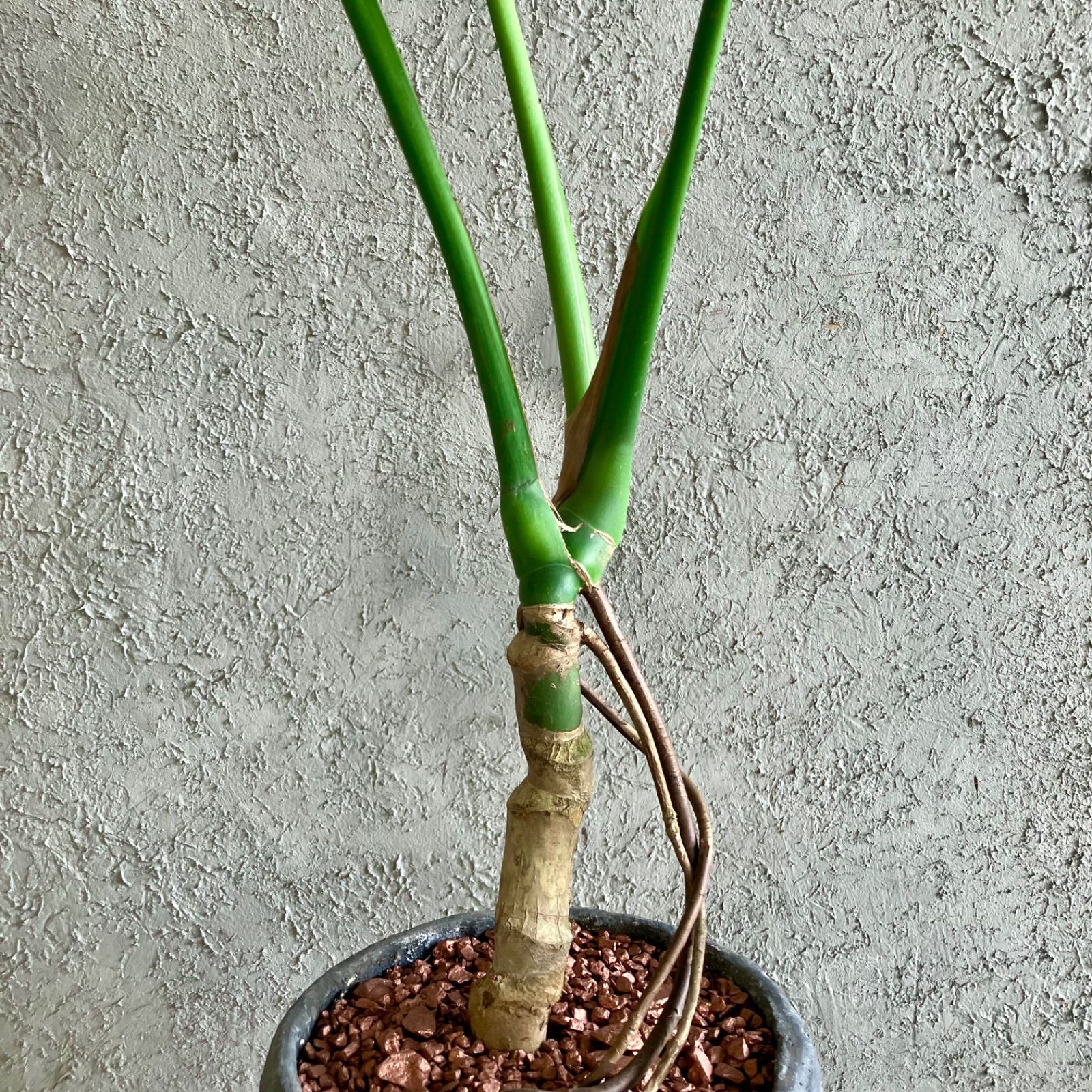 美形 根上がり モンステラ デリシオーサ 7号 テラコッタ性鉢植え