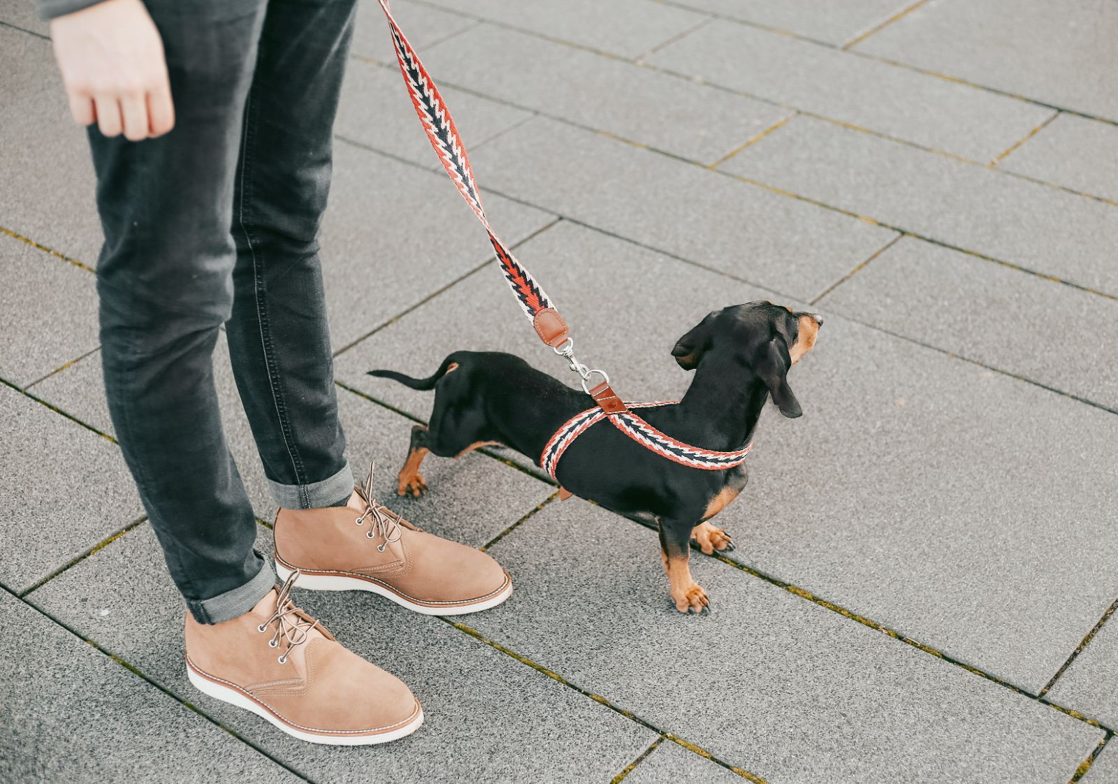 人気の福袋 充実の品 新品、未使用 スペイン製 高級犬用リード(2m