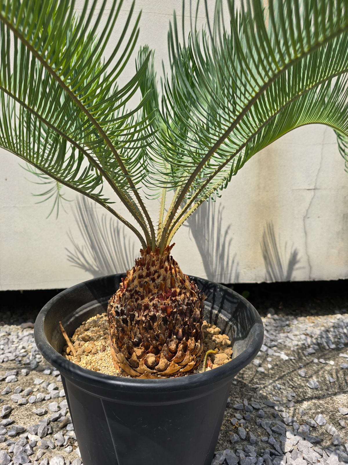 【特別価格】cycas cairnsiana カイルンシアナ４株セット　売り切り 特別価格】cycas cairnsiana カイルンシアナ4株セット 売り切り