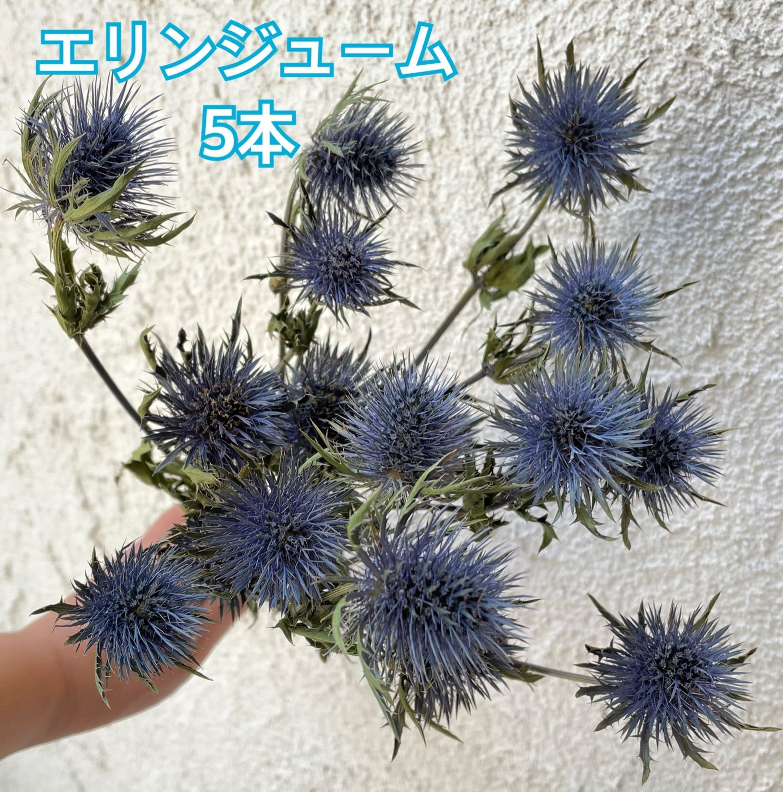 エリンジューム ドライフラワー B 発色抜群 スワッグ ハーバリウム 花