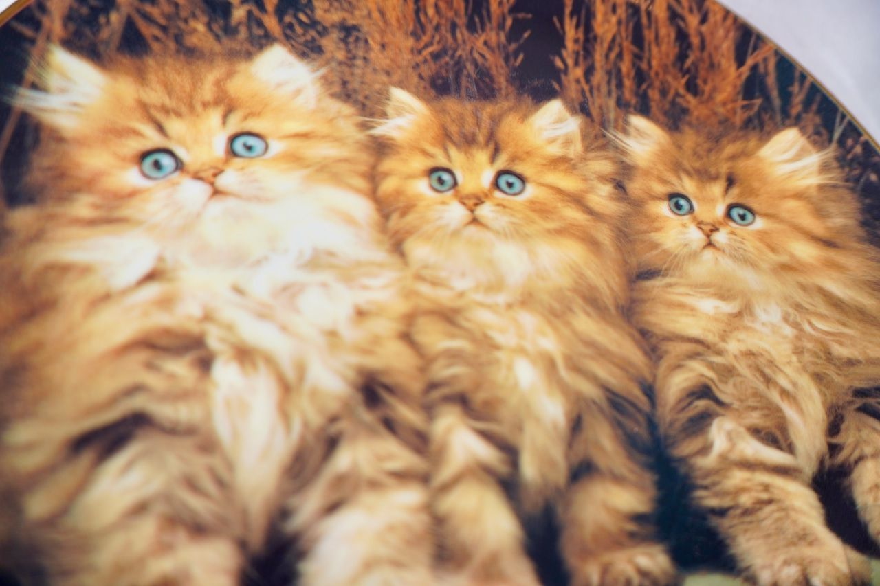 イギリス ヴィンテージ 猫 絵皿 2枚セット プレート