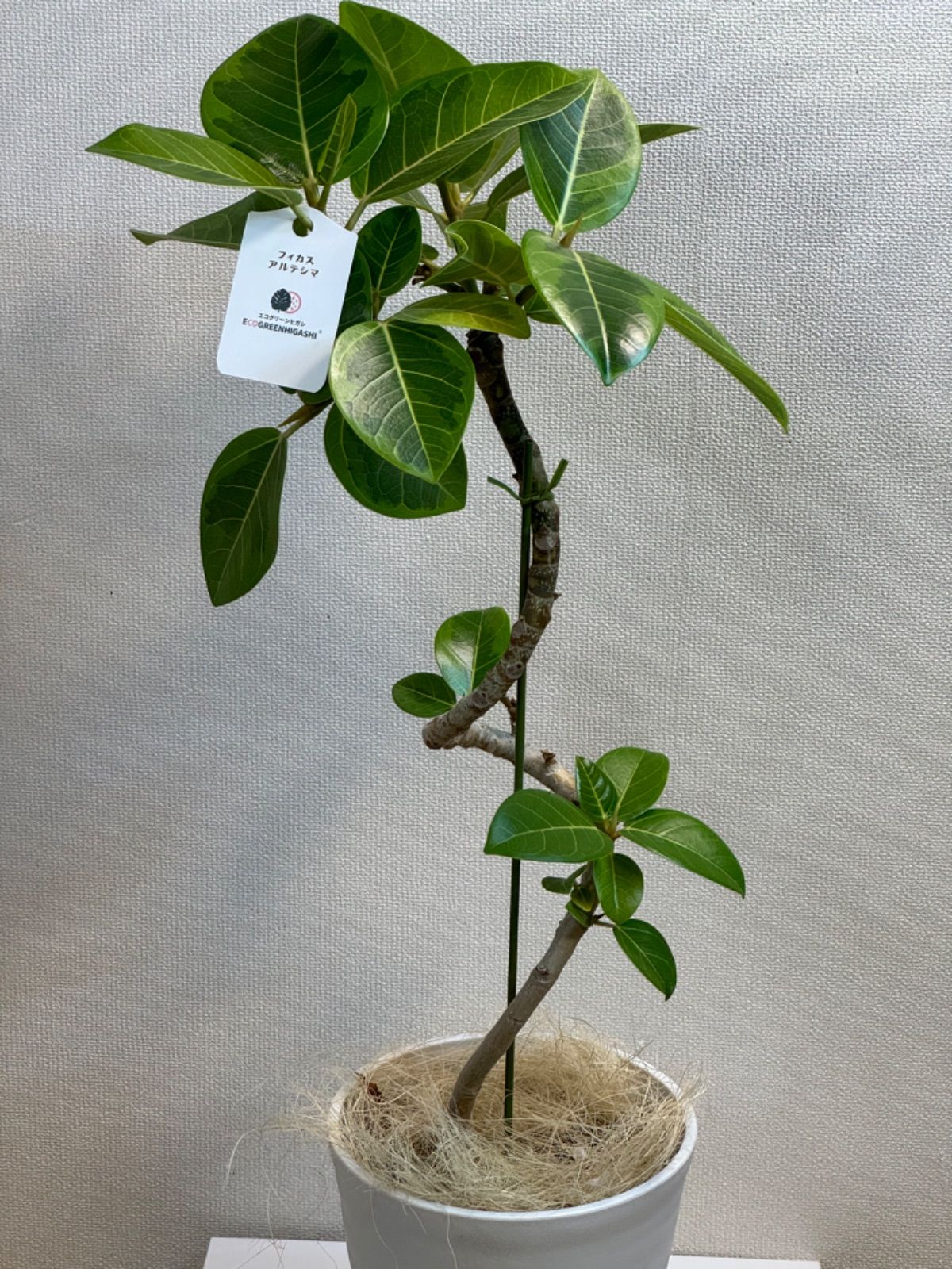 曲がりフィカス 　フィカスアルテシマ　 イエロージャム　6号鉢メルカリ便 曲がりフィカス フィカスアルテシマ イエロージャム 6号鉢