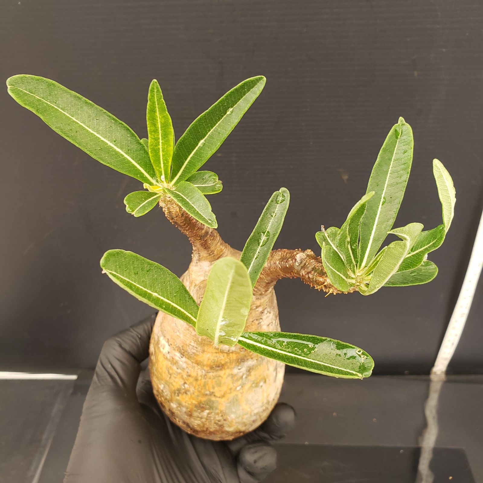 パキポディウム  グラキリス 選抜株① イ4119 「現地株」パキポディウム グラキリス S 抜き苗【最新