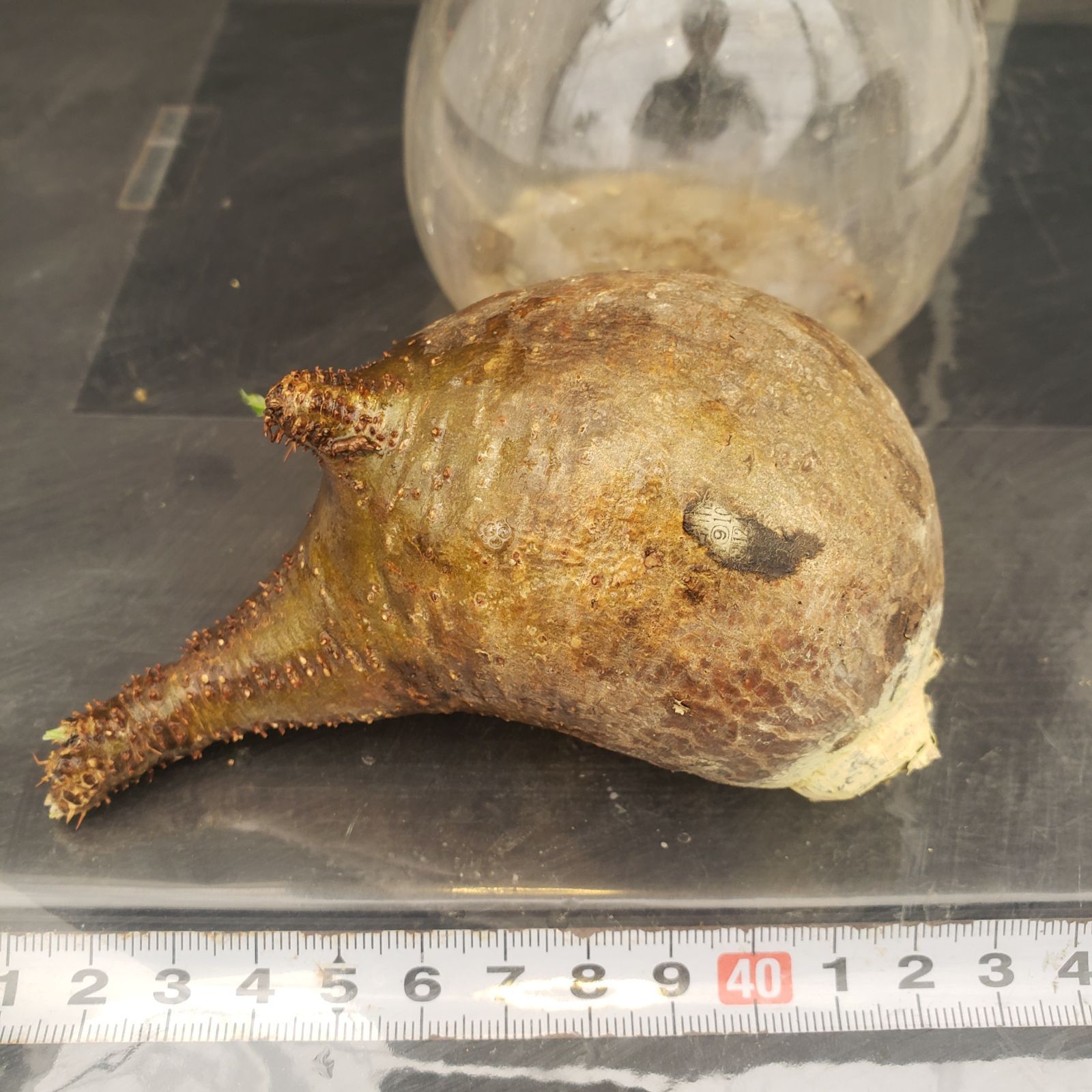 n*i様 グラキリス Amazon.co.jp: ボタニートイズクラブ Pachypodium Gracilius