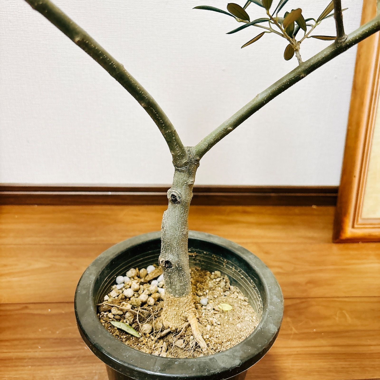 現品］E 創樹 オリーブ マンザニロ 6号 観葉植物 ベランダ SOUJU 玄関 屋外 オリーブの木 おしゃれ - メルカリ