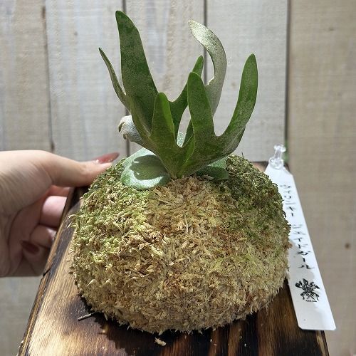 ウィリンキー ビカクシダ 壁掛け用 観葉植物 ウィリンキー ビカクシダ 壁掛け用 観葉植物 （楽天市場】(現品
