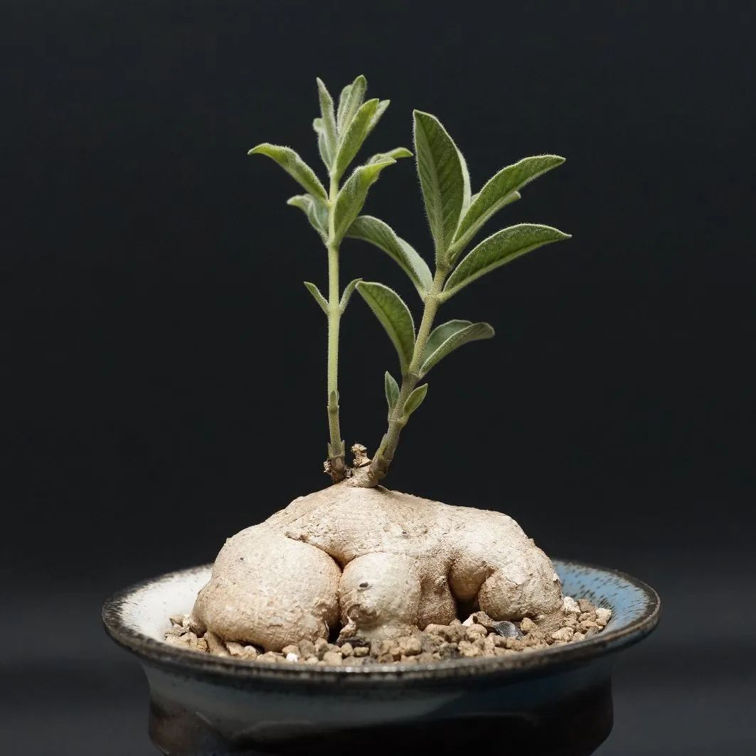 ラフィオナクメ・フラナガニー ラフィオナクメ フラナガニー | mana's farm:塊根植物・アガベ・ドライ