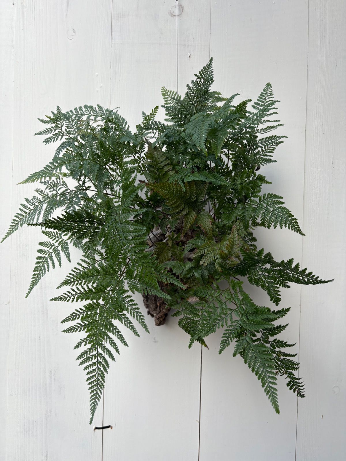 コルク 特大シノブ シダ植物 ハンギングプランツ 観葉植物