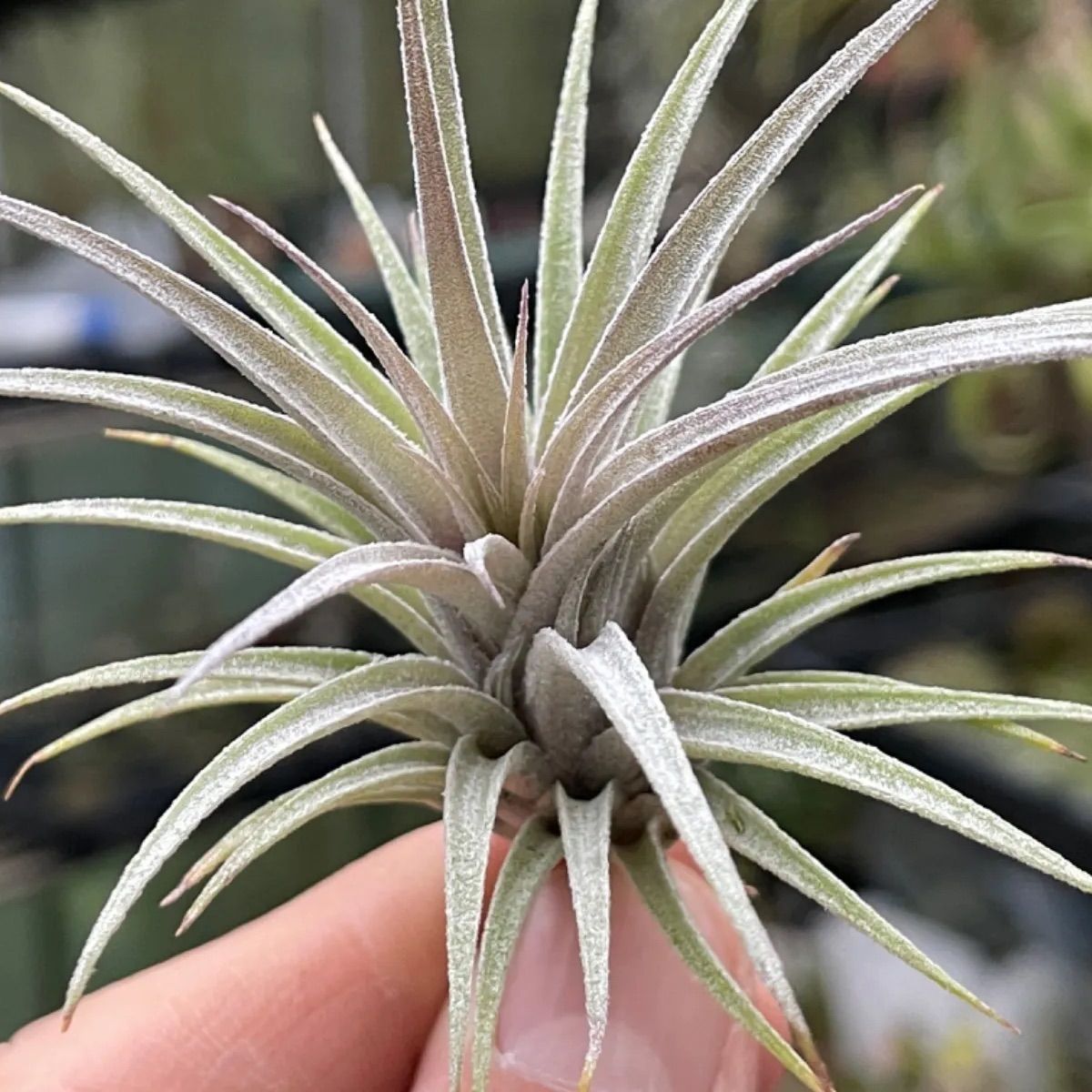 チランジア スークレイ Tillandsia sucrei ＊エアプランツ＠フラワー