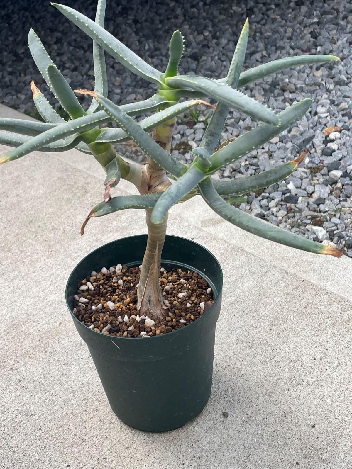 アロエ　ハイブリッド　Aloe hybrid 第四種　ORCMI−9 Aloe hybrid アロエ ハイブリッド 子株 第四種 正規 品