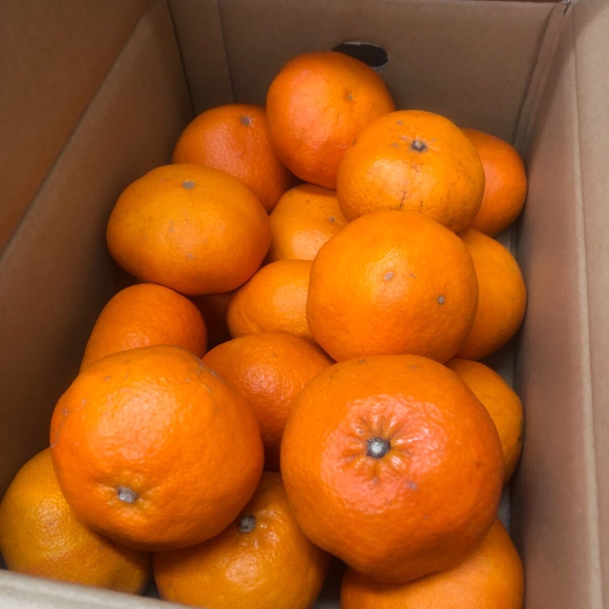 甘平🍊🍊🍊最後の最後の3箱❣️ - メルカリ