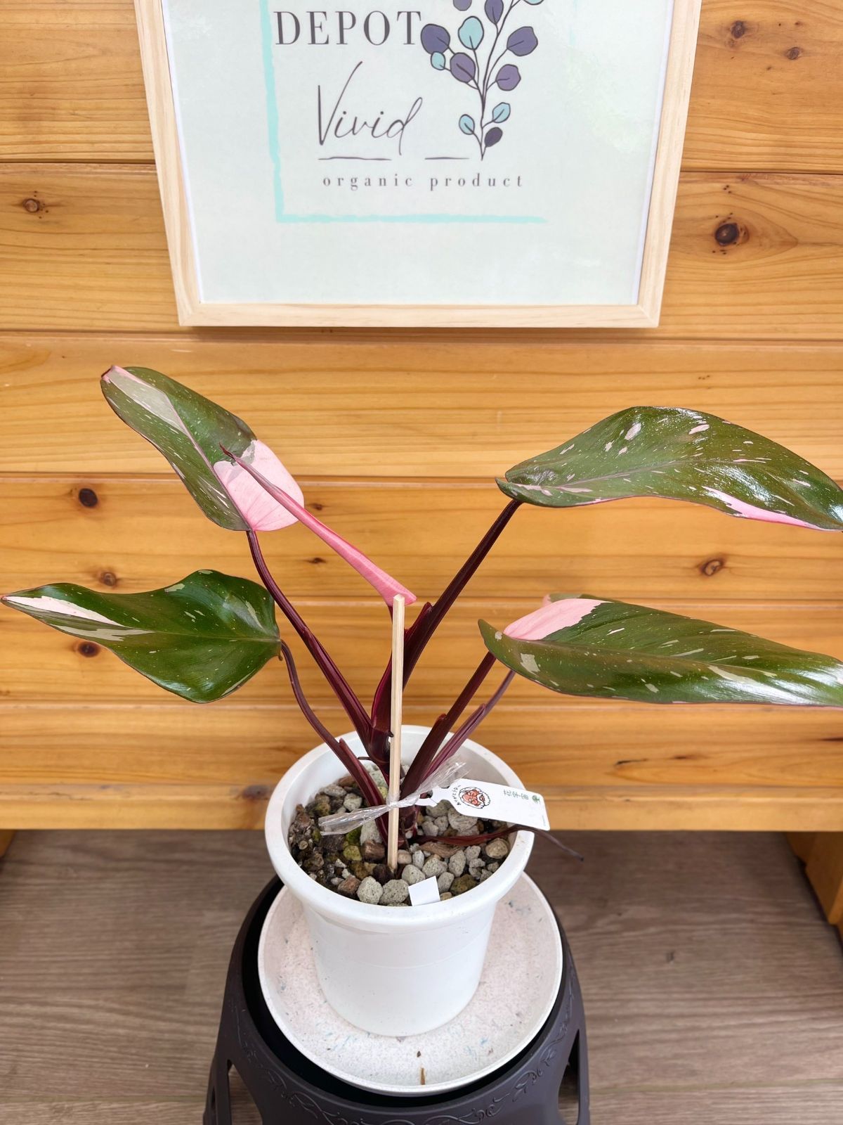 ⑥　エバーフレッシュ　曲がり仕立て　７号特大苗木最高等級極上品‼️ ① エバーフレッシュ 曲がり仕立て 7号特大苗木最高等級 数量限定