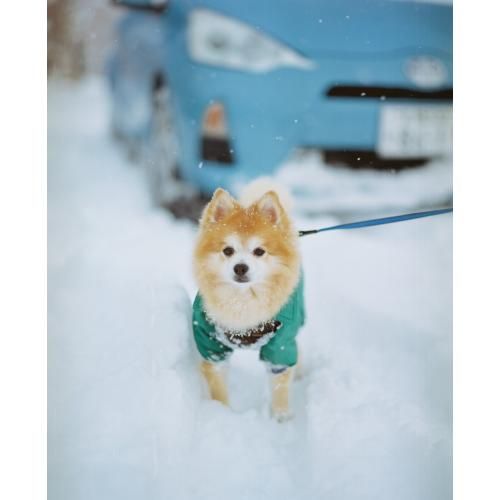 コダック プロフェッショナルポートラ 400 135 撮り 5本入