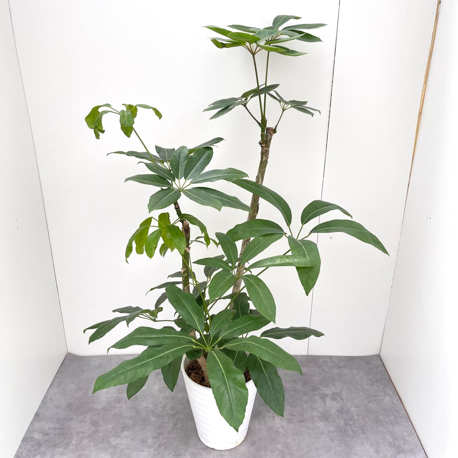 ブラッサイア 18【現品】観葉植物 大型 室内 - メルカリ