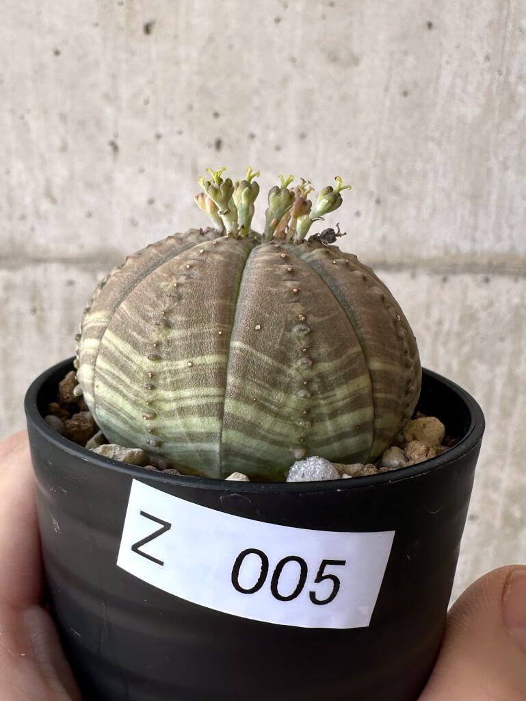 観葉植物 【現品限り】ユーフォルビア・オベサ【Z5】 Euphorbia obesa