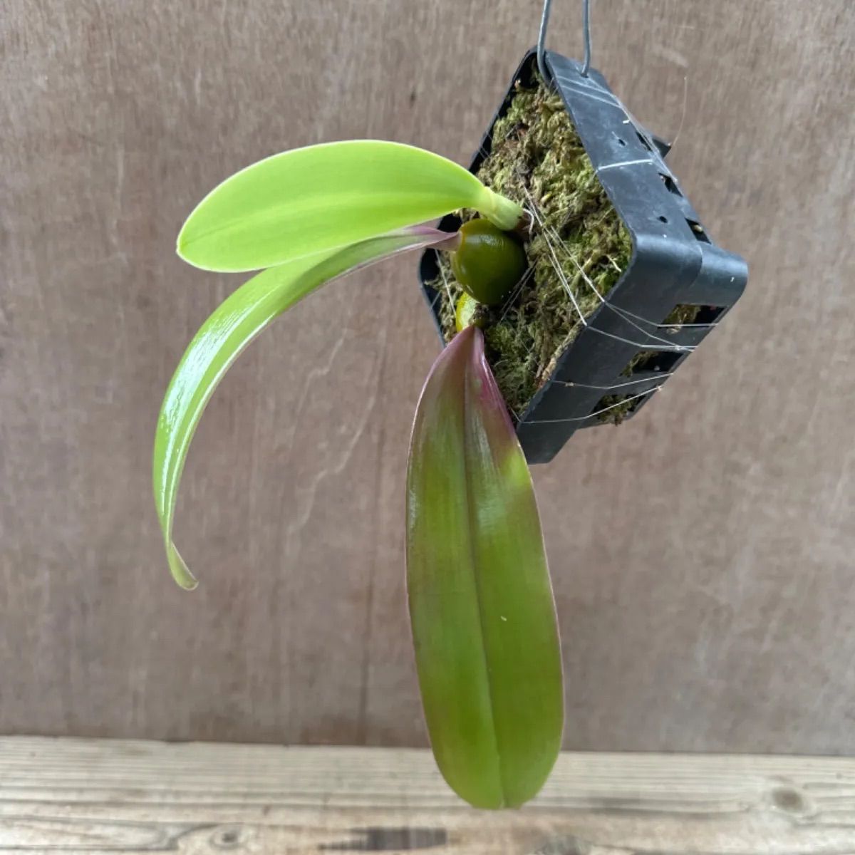 バルボフィラム ファレノプシス② Bulbophyllum phalaenopsis 現品 観葉植物 観葉 植物 珍奇植物 珍奇 珍しい レア 希少  着生ラン ラン 蘭 ハンギング 吊るす 吊り下げ インテリア おしゃれ かわいい - メルカリ