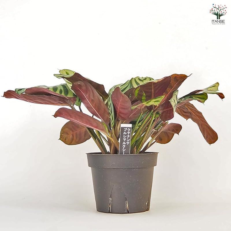 ＩＴＡＮＳＥ クテナンテ ブルレーマルクシー 4号 3個セット 品種で選べる観葉植物 学名 Ctenanthe burle-marxii クズウコン科 原産地 熱帯アメリカ●葉の表面に見られる独特なヘリンボーン 矢羽根 模様が特徴の品種 白緑色の地色 YUZUMIYA_COM