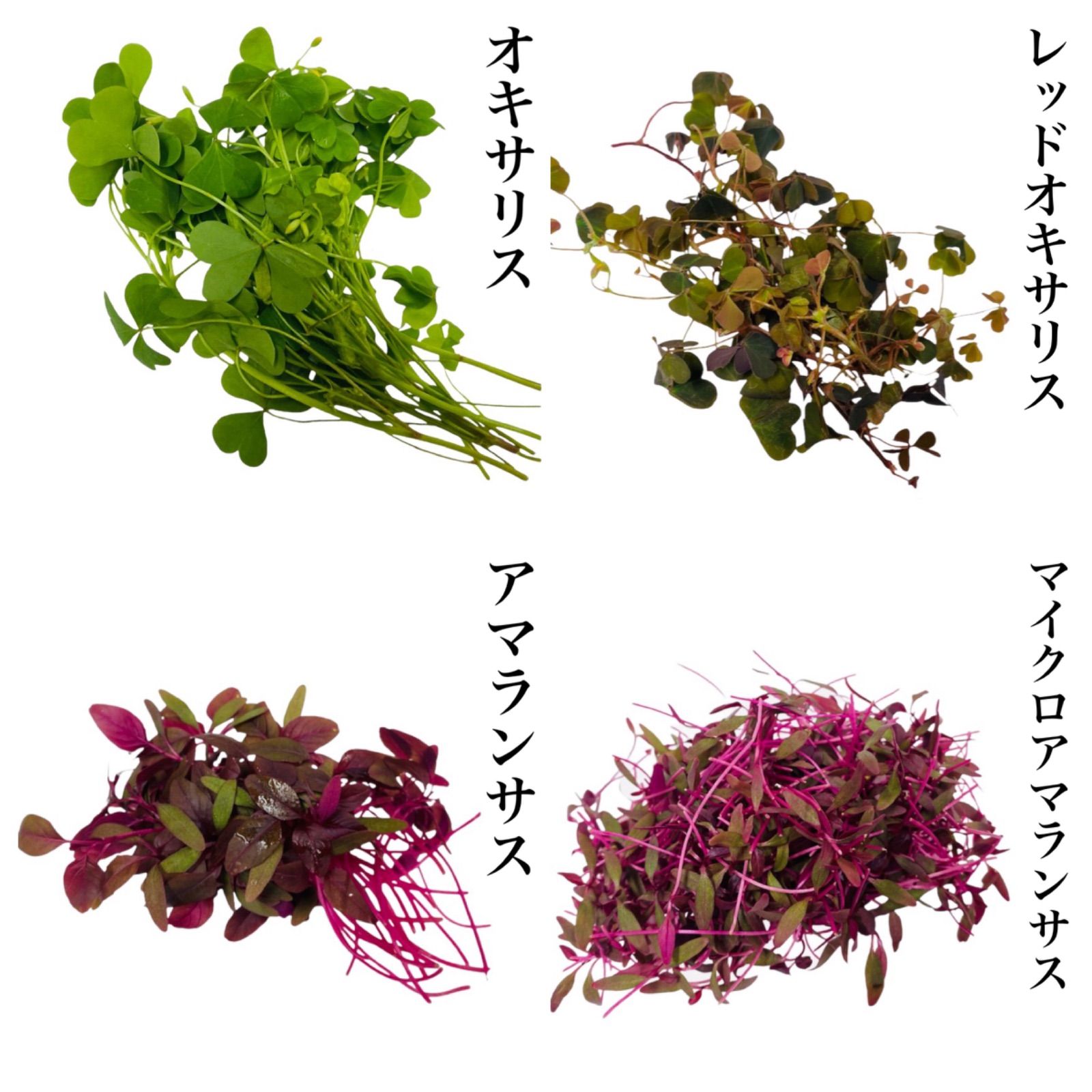 選べるマイクロハーブセット 福岡県、大分県産 クール便発送 - 野菜