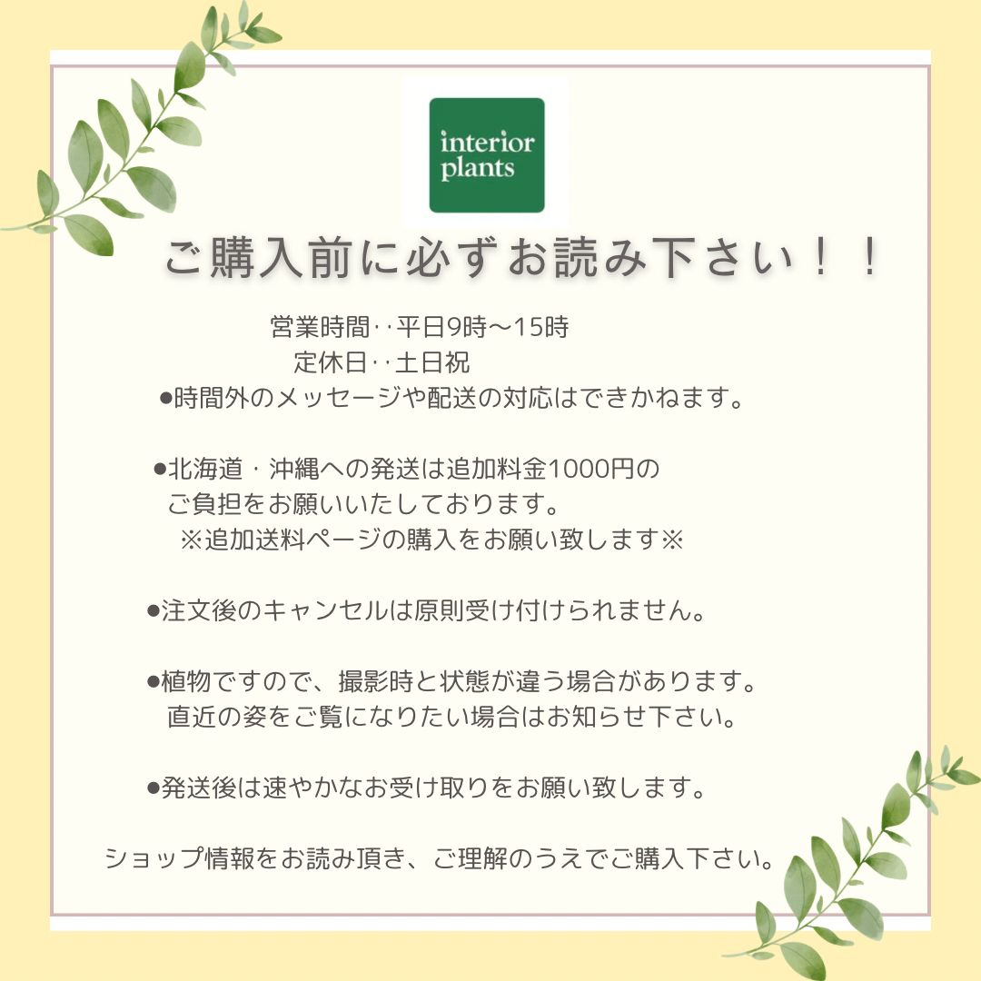 チランジア 2種セット チランジア シルシナータ チランジア パレアセア