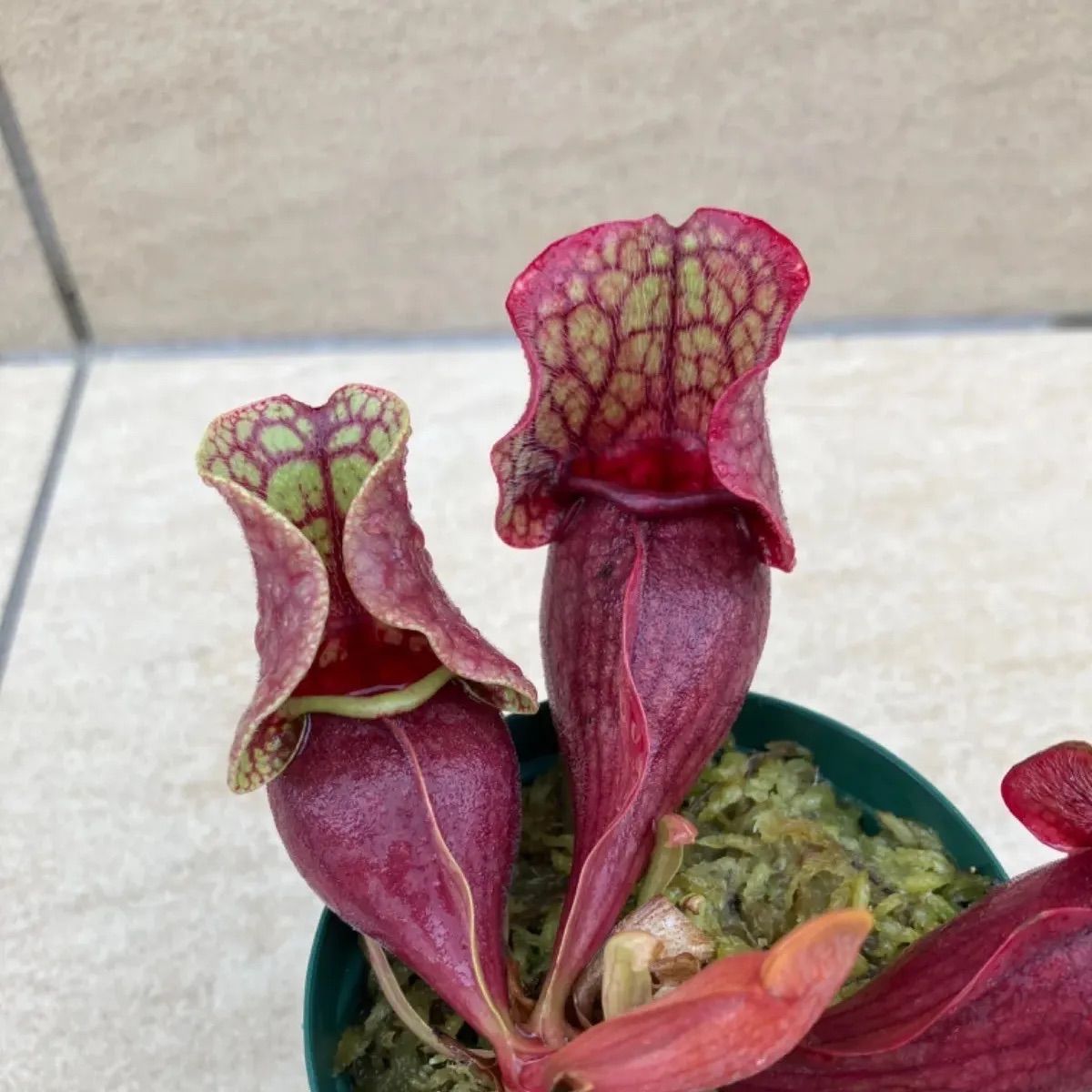 サラセニア　プルプレア　ベノーサ　食虫植物