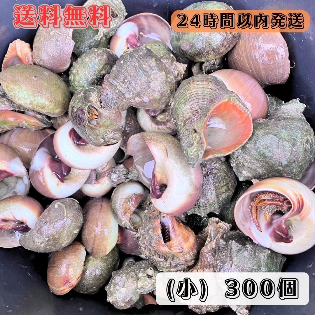 冷凍ヤドカリ 小 300個 石鯛 イシガキダイ 黒鯛 釣り餌 カメノテつき