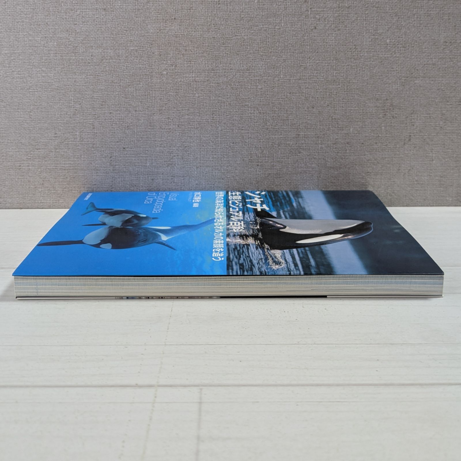 【中古】 シャチ生態ビジュアル百科 世界の海洋に知られざるオルカの素顔を追う 第２版/誠文堂新光社/水口博也 シャチ生態ビジュアル百科 第2版: 世界の海洋に知られざるオルカ