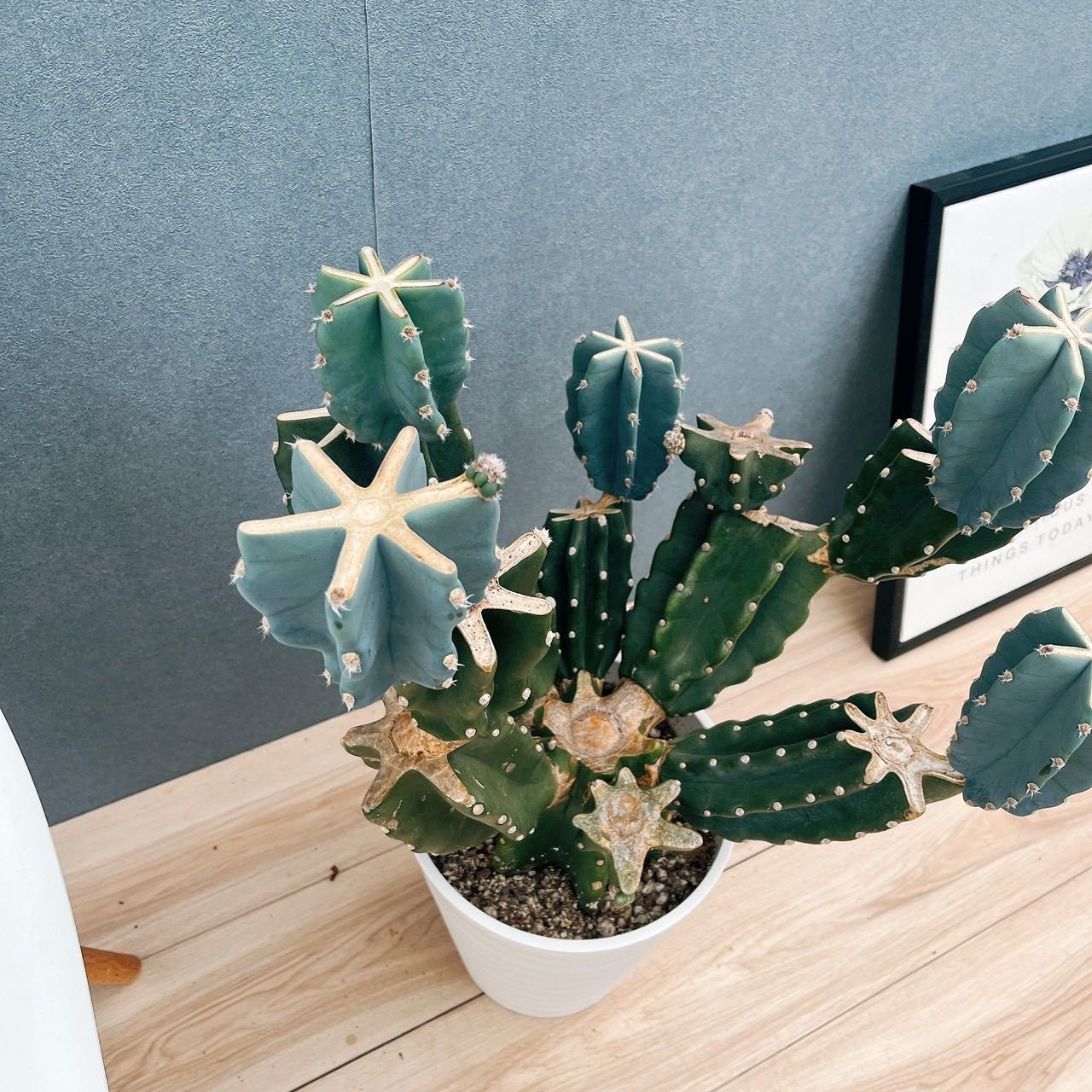 現品 19番 柱サボテン 鬼面角 ブランチ 8号 観葉植物 室内 大型 多肉植物 おしゃれ 人気